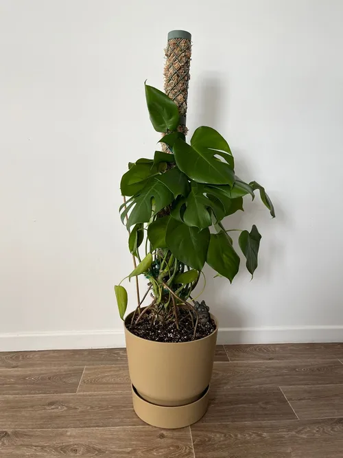 Modular moss pole, second angle