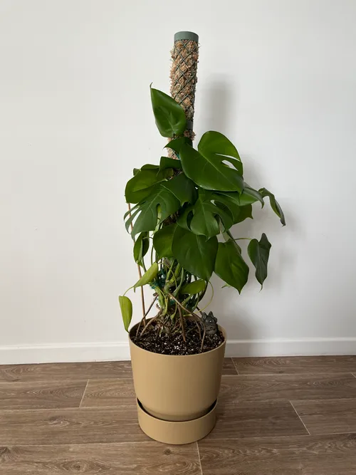 Modular moss pole, second angle