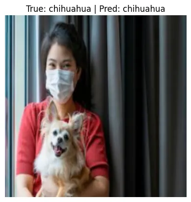 Output Single Test chihuahua