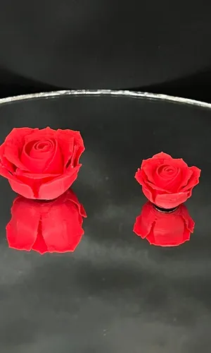 Rose, front view